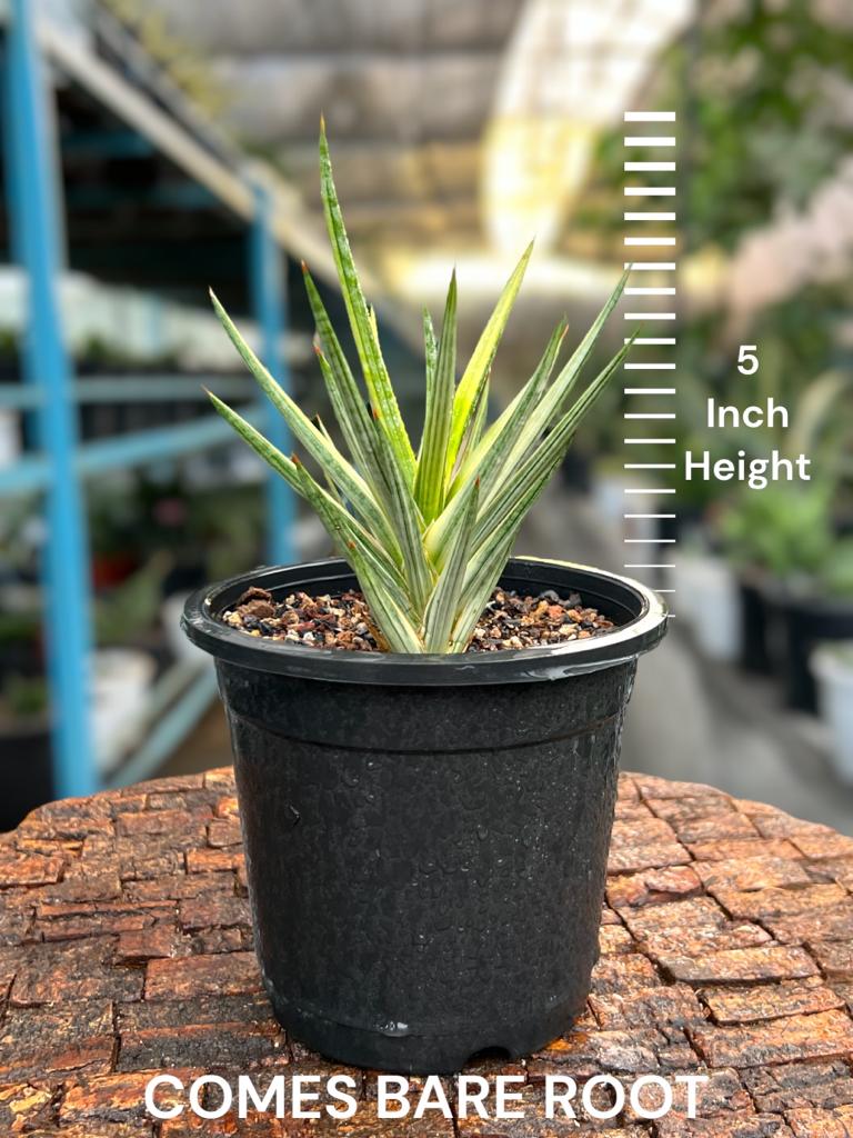 Sansevieria Francisii White Variegated