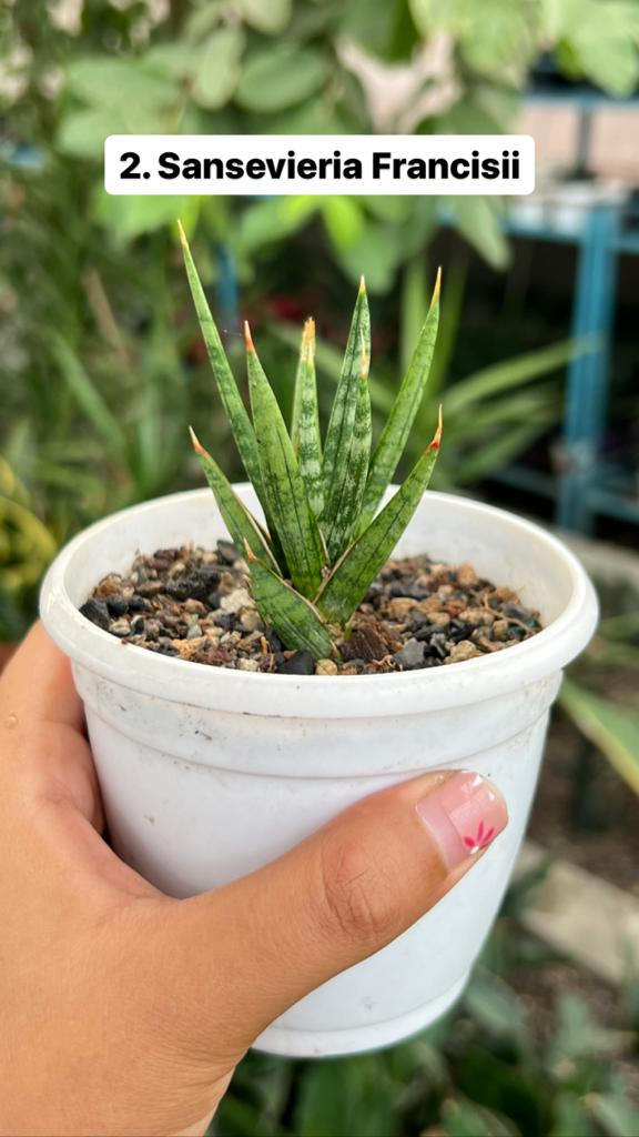 Sansevieria Combo #54 (Six Plants)