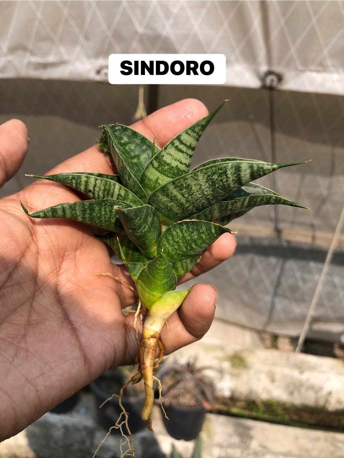 Sansevieria Combo #32 (Six Hybrids)