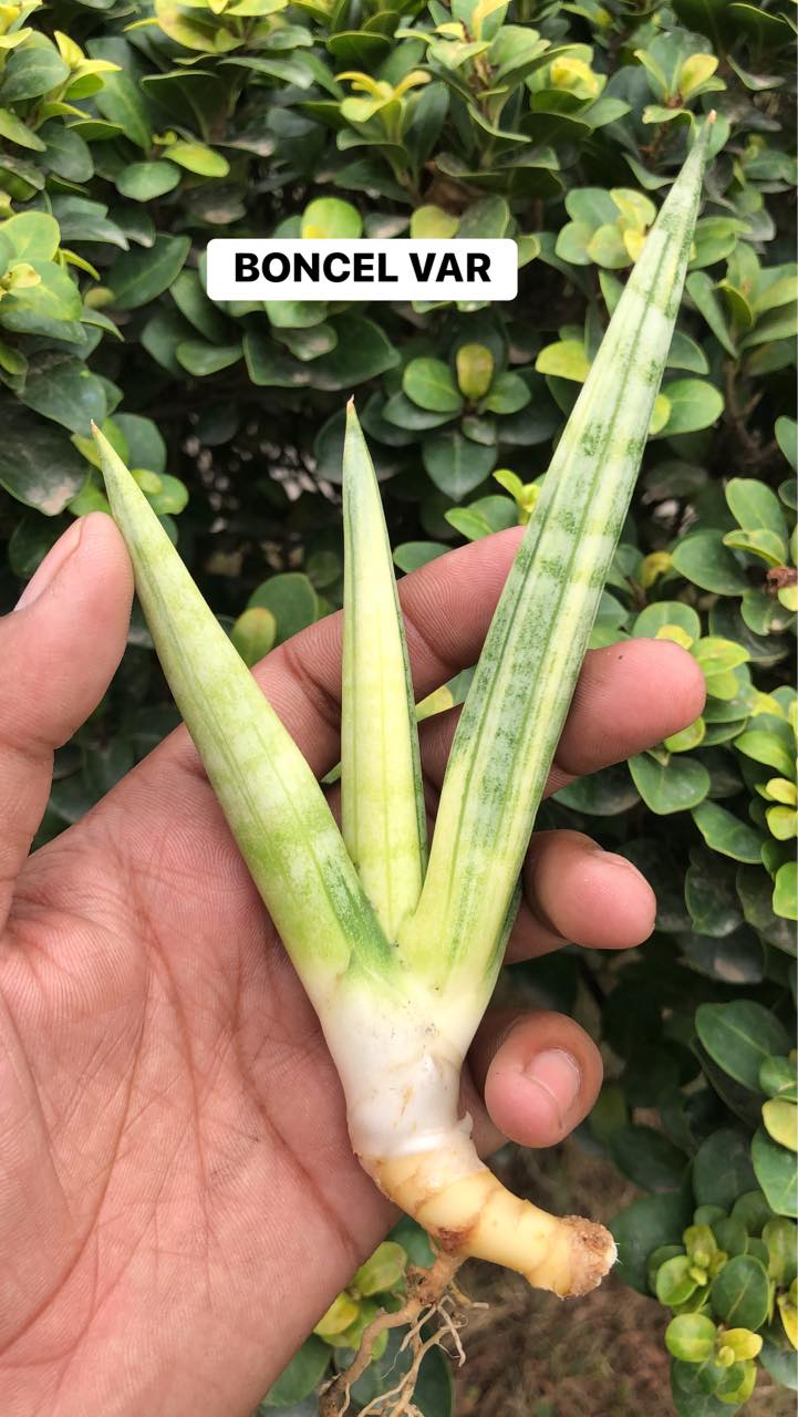 Combo #09 Sansevieria (of seven Plants)