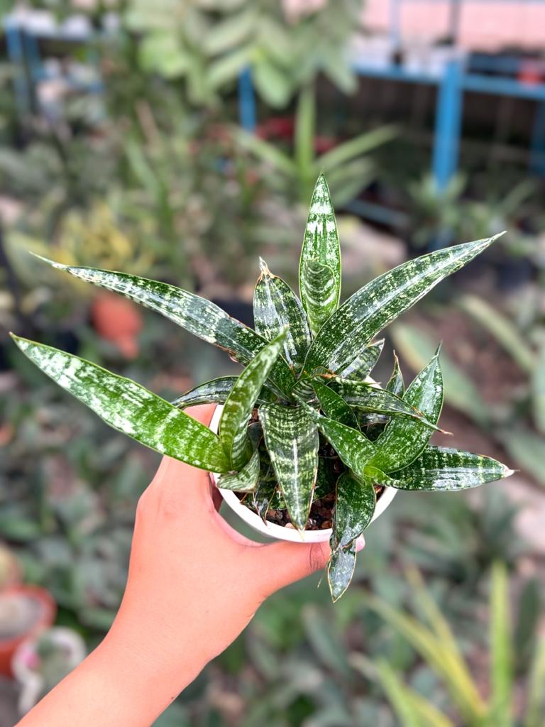 Sansevieria Crocodile Rock Clump
