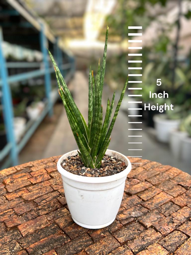 Sansevieria Francisii