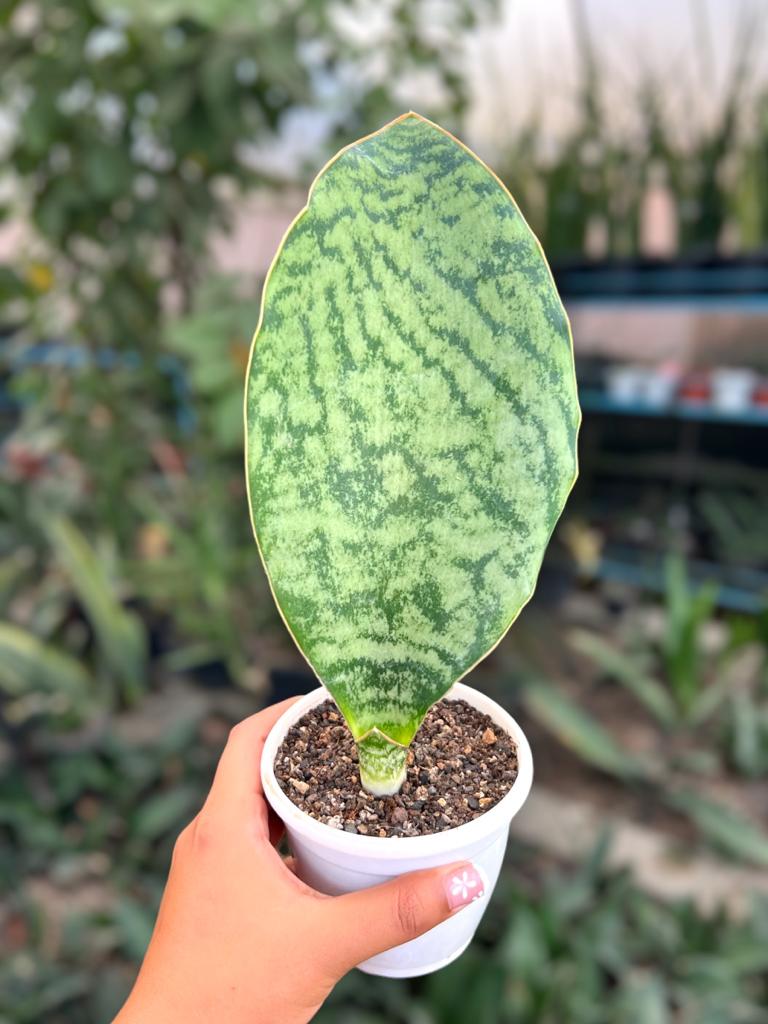 Sansevieria Hu-Chang