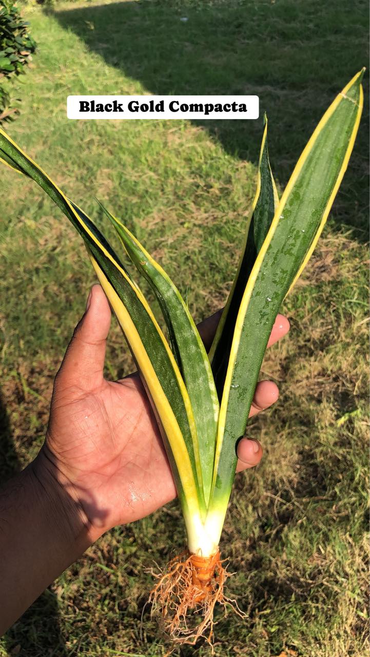 Sansevieria Combo #38 (Three Plants)
