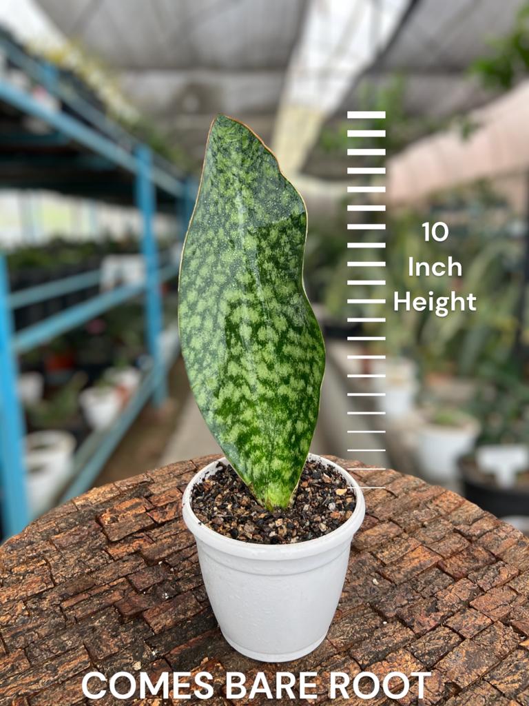 Sansevieria Whale fin Green (Single Leaf)