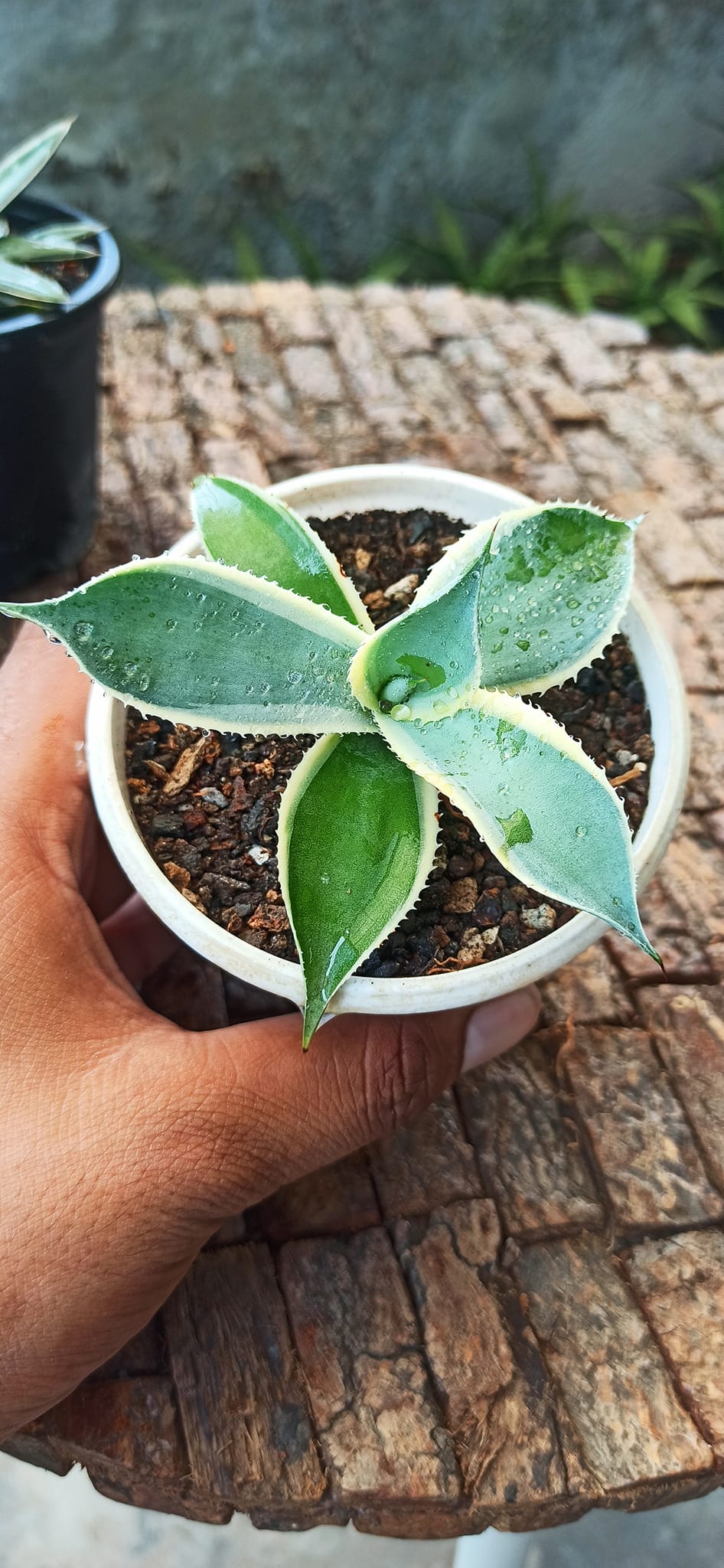 Agave Combo of 3 (A)