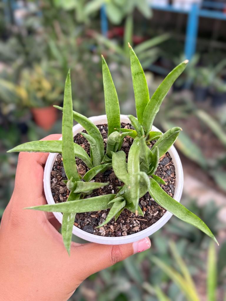 Sansevieria Gracilis Clump