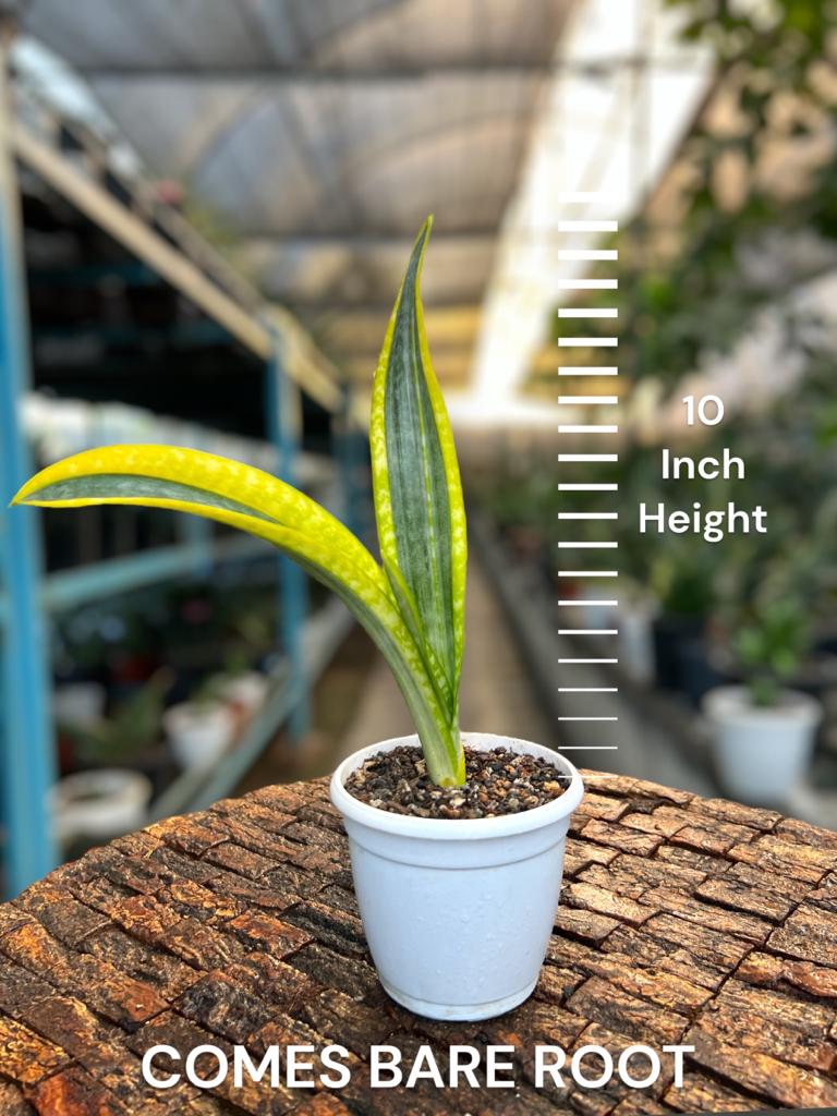 Sansevieria Trifaciata 'Aslaam'