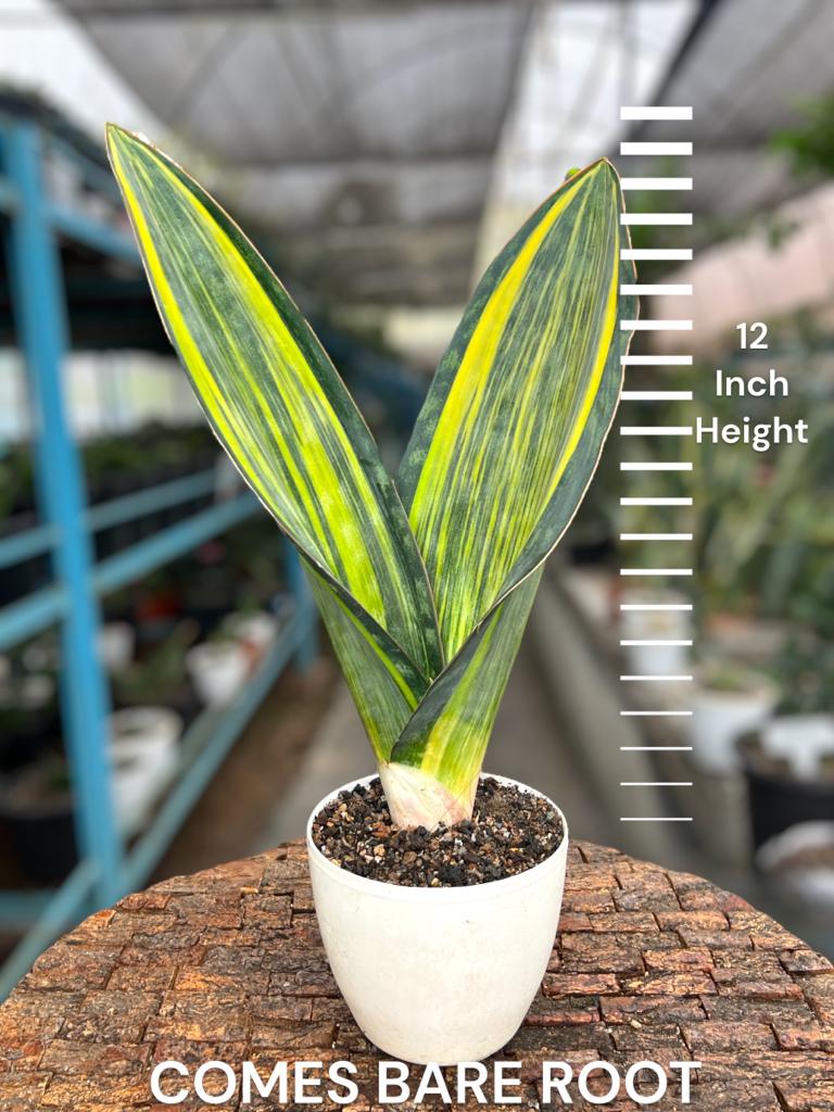 Sansevieria Masoniana Yellow Variegated (Tall Variety)
