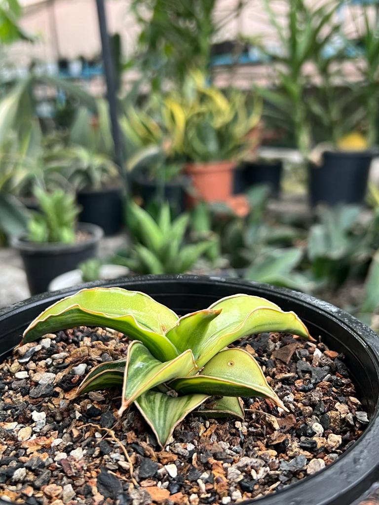 Sansevieria Blue Leaf Variegated (C)