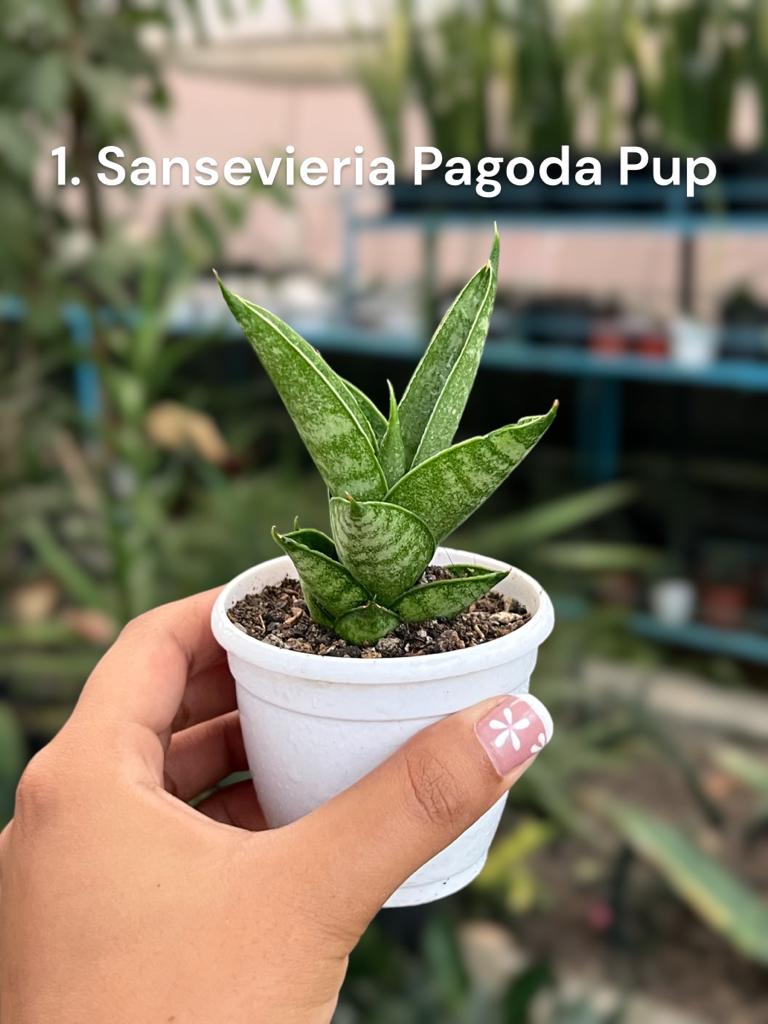 Sansevieria Combo #58 ( Four Plants)