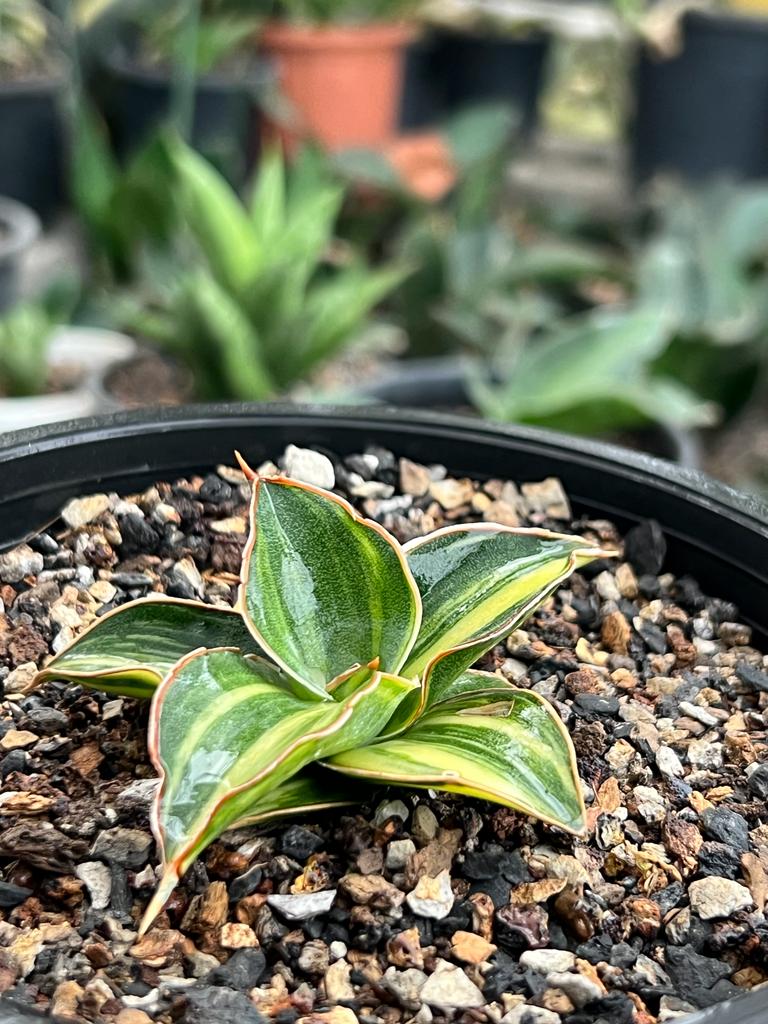 Sansevieria Blue Leaf Variegated (D)