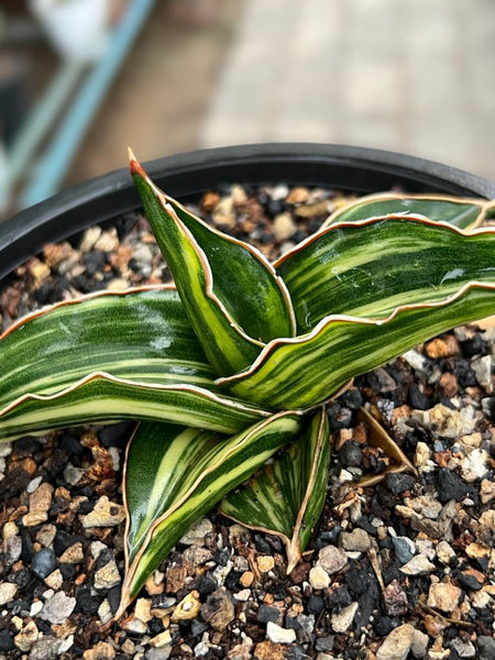 Sansevieria Samurai Variegated (A) – Fermosa plants