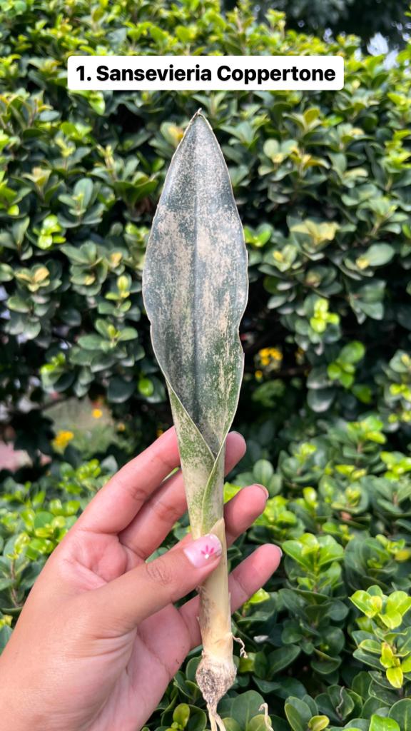 Sansevieria Combo Offer Of 6 (L)