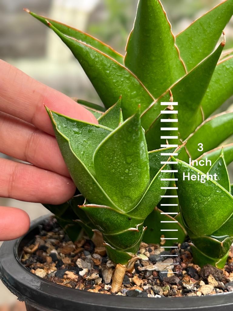Sansevieria Hybrid 'Tower' pup
