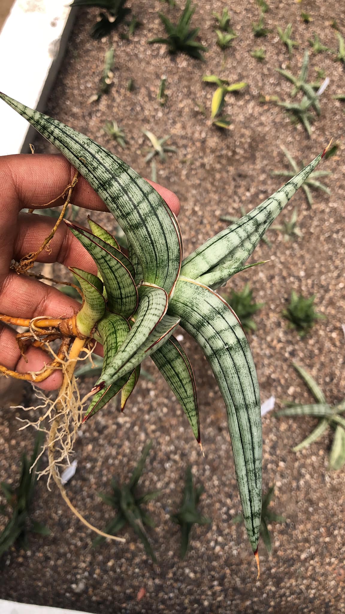 Sansevieria BELLA SILVER