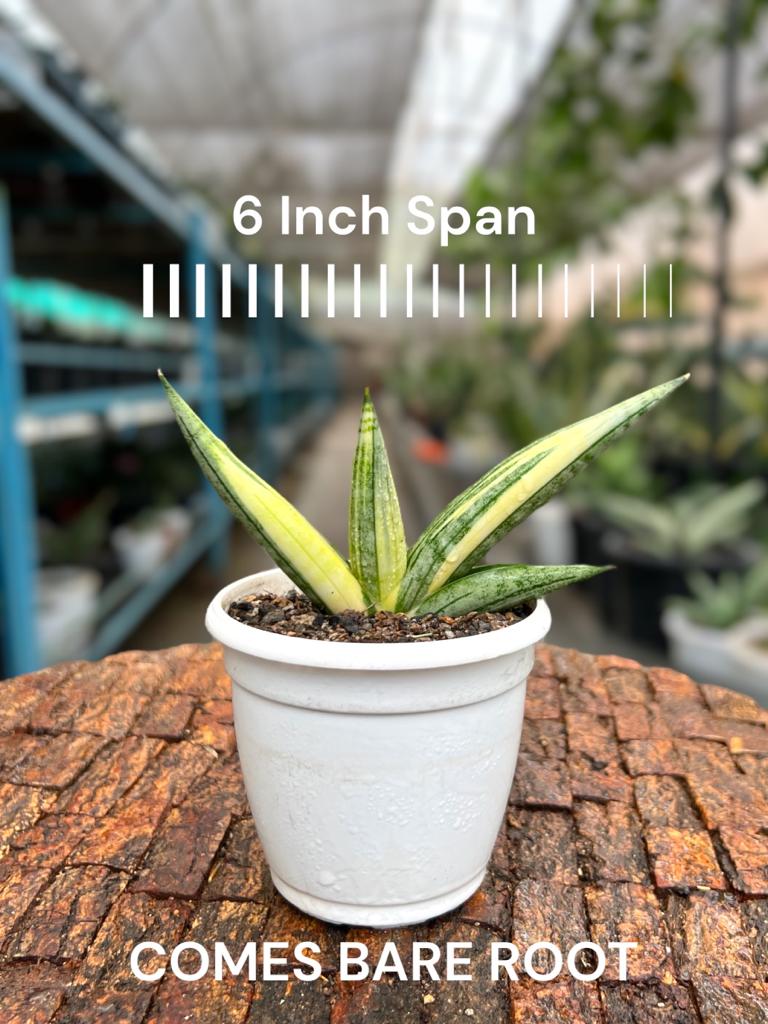 Sansevieria Boncel Variegated (B)