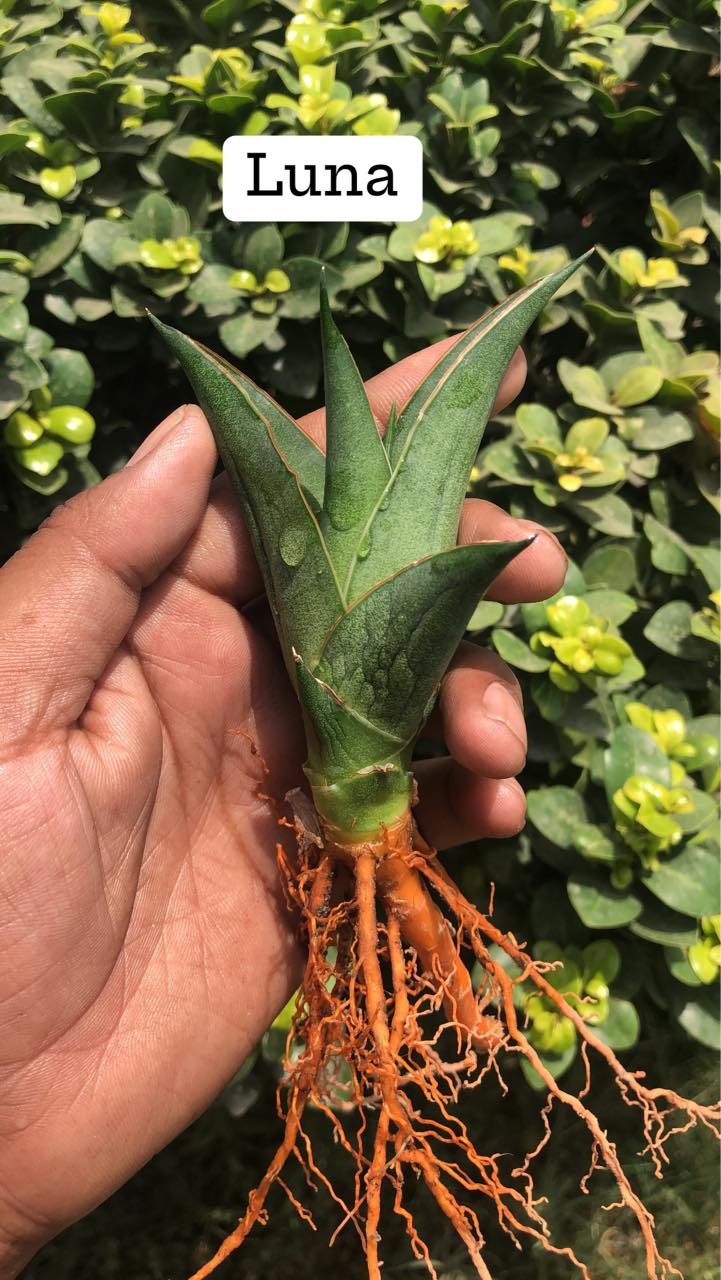 Sansevieria Combo #11 (Four Plants)