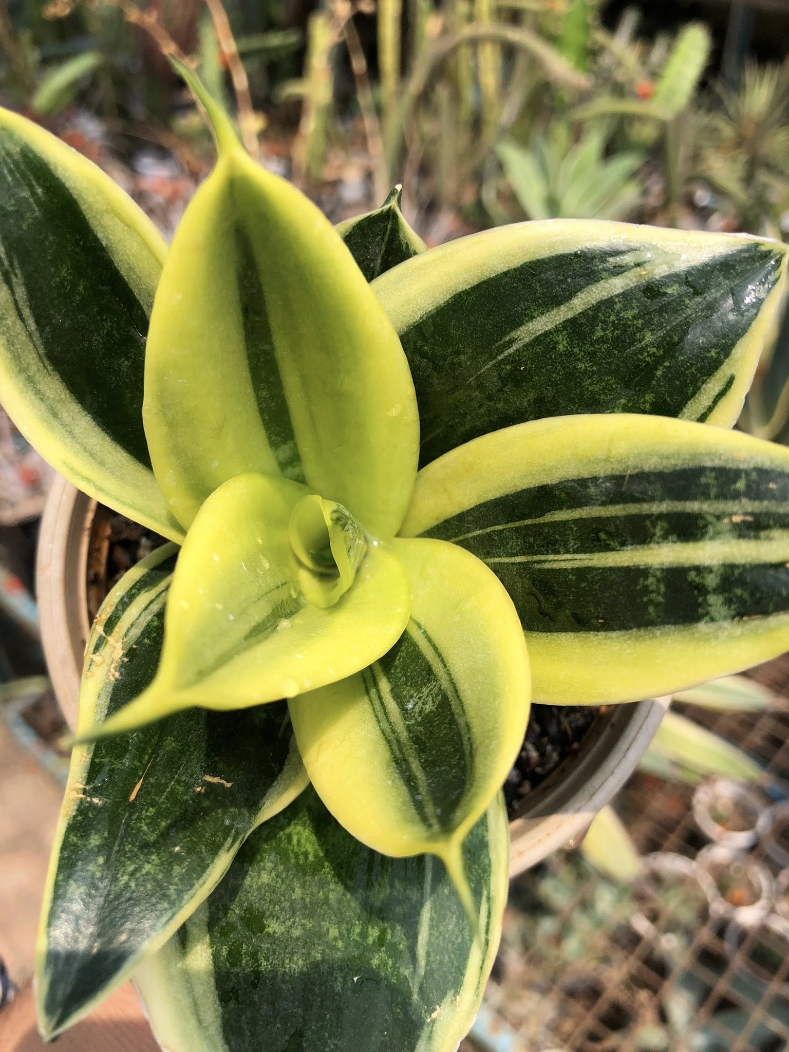 Sansevieria GOLDFLAME DWARF