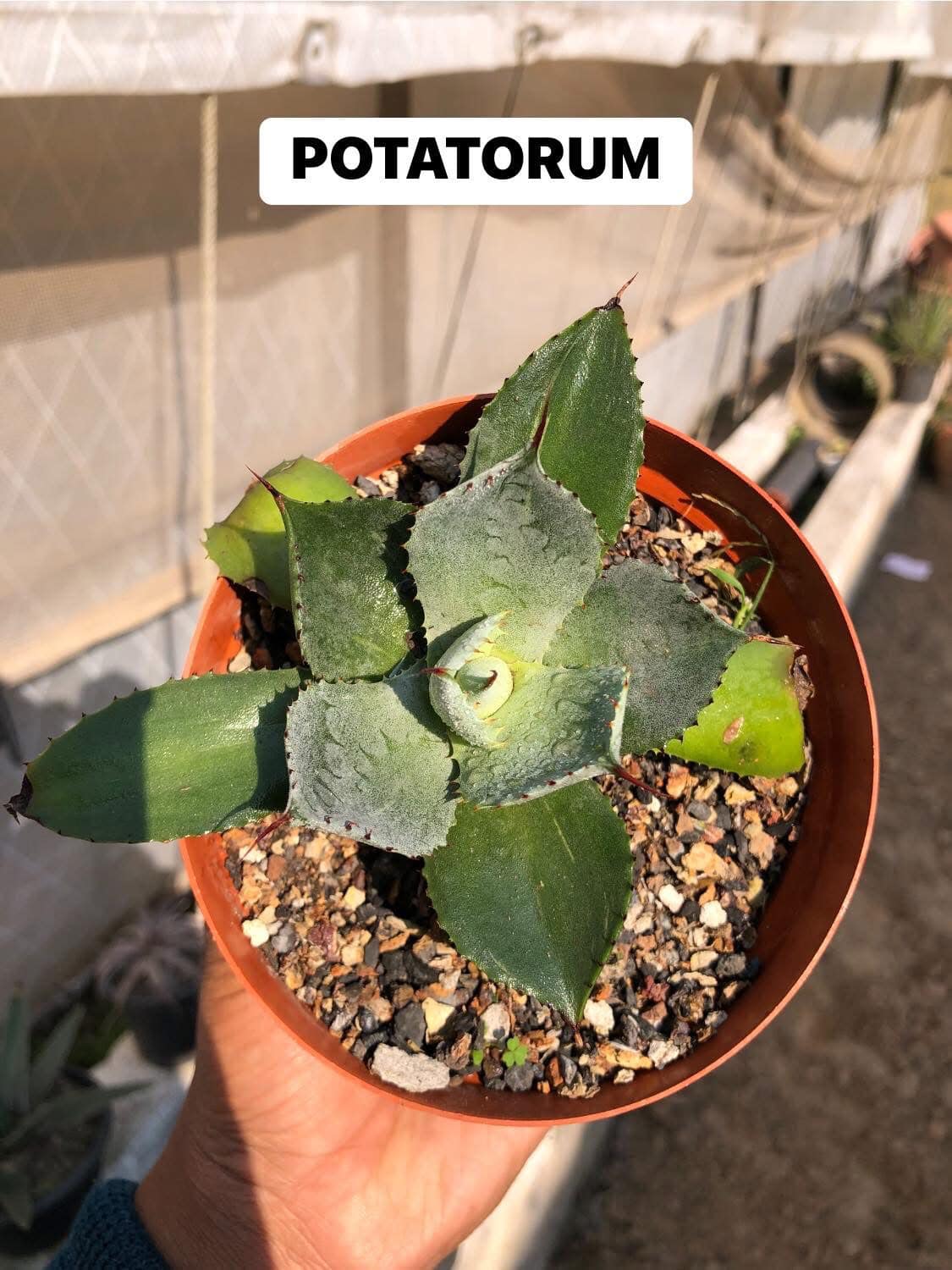 Agaves/Mangave Combo #121 (nine plants)