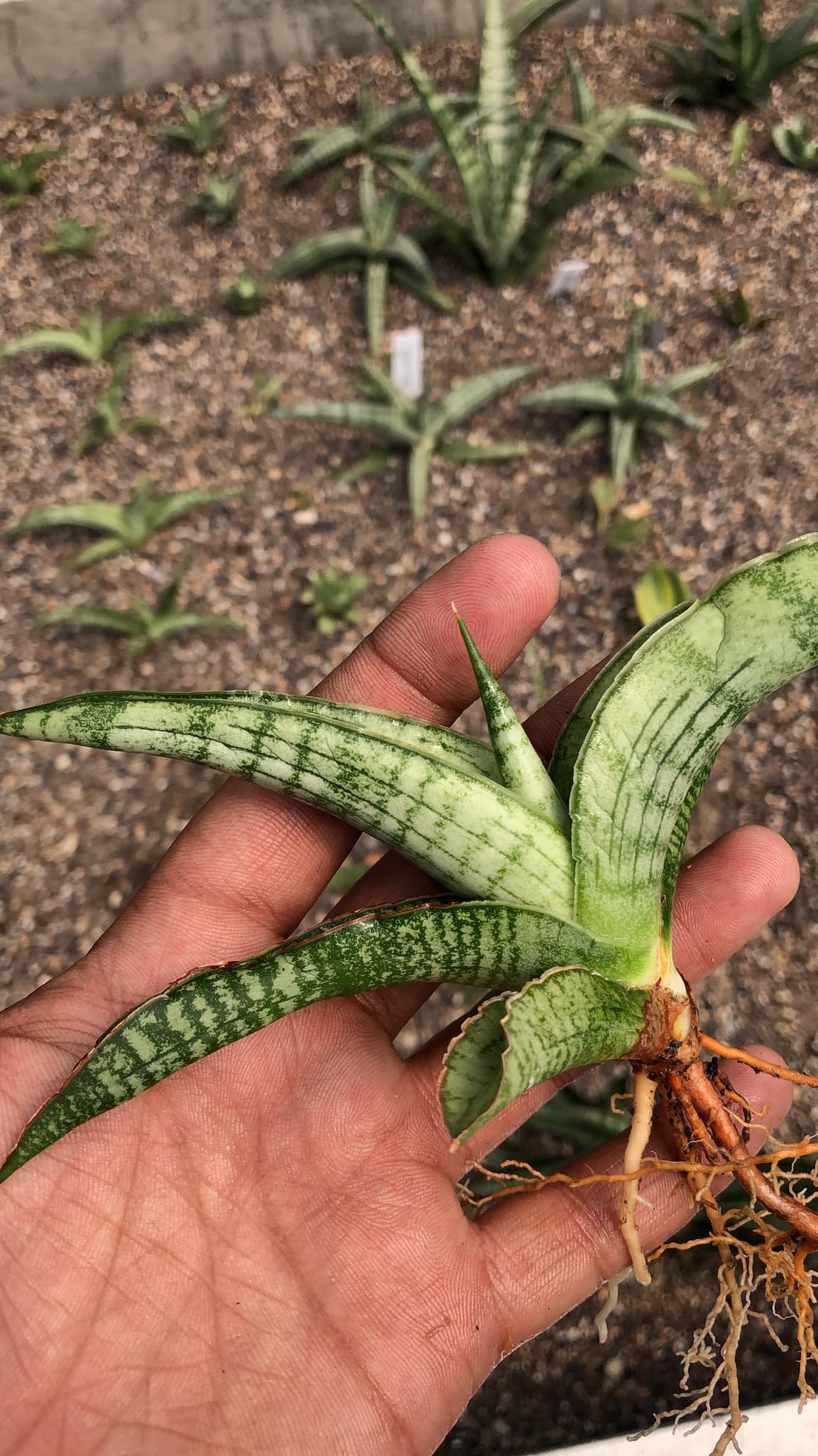 Sansevieria Silver Sulfer