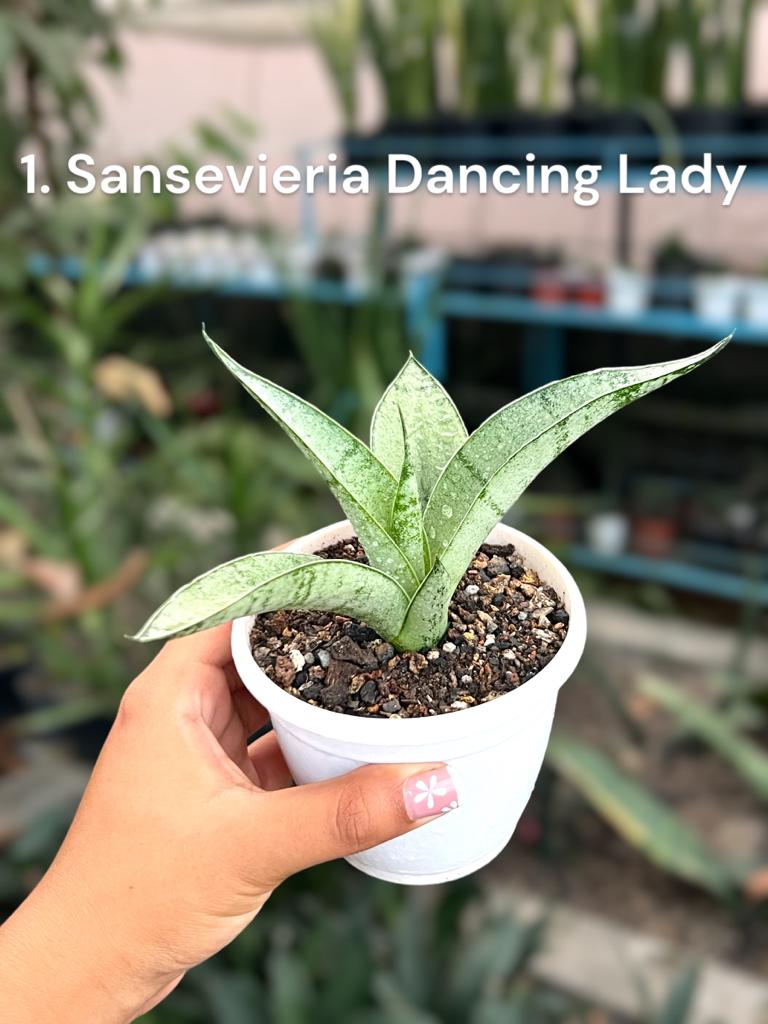 Sansevieria Combo #60 (Three Plants)