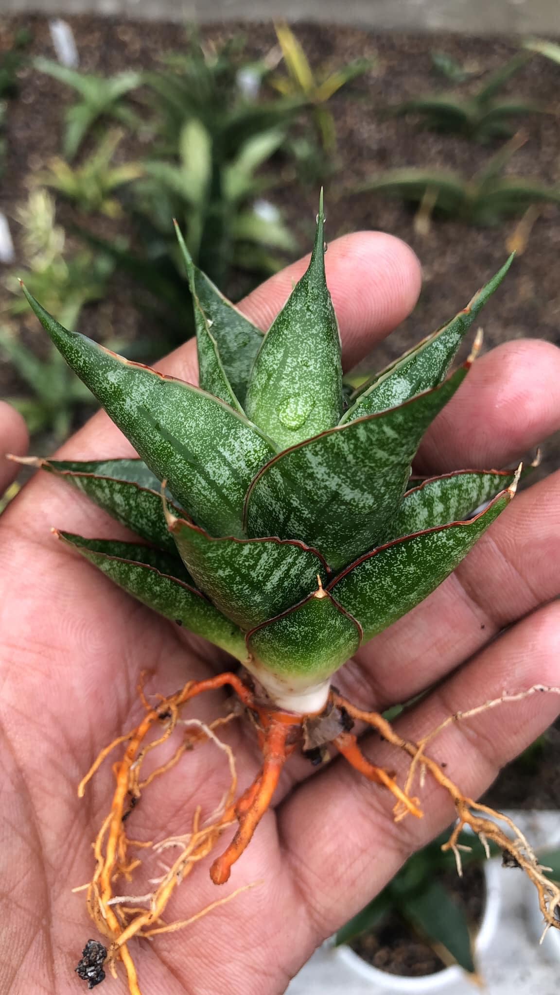 S. Dragon Scales