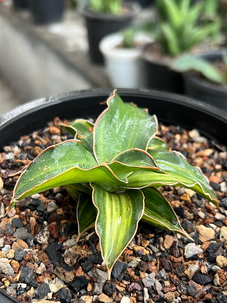 Sansevieria Blue Leaf Variegated (B)