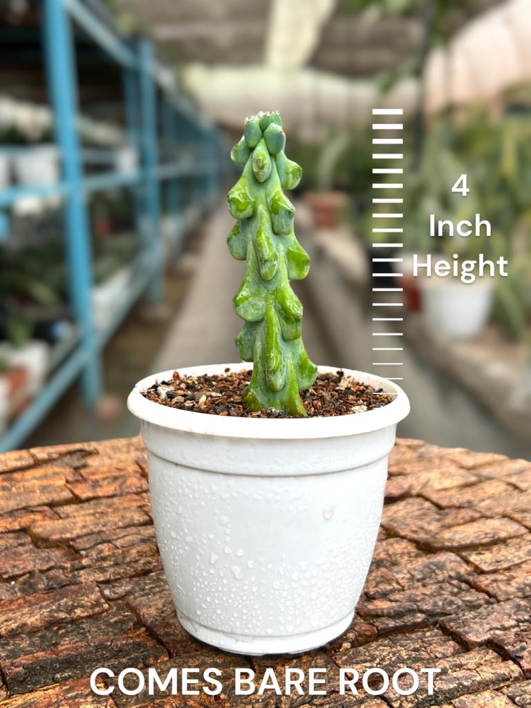 Myrtillocactus Geometrizans Fukurokuryuzinboku