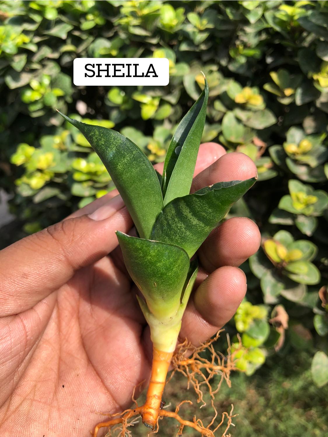 Sansevieria Combo #10 (four Plants)