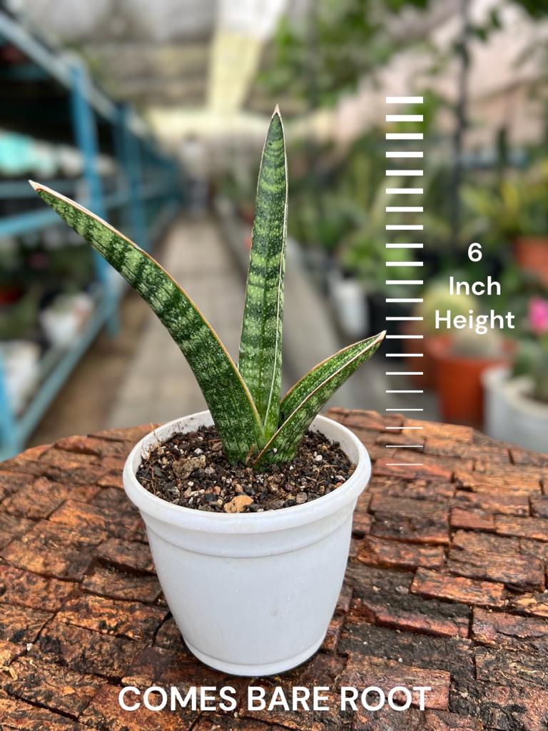 Sansevieria Ebracteata