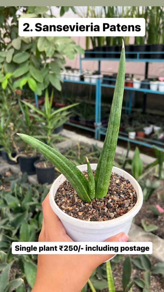 Sansevieria Combo Offer Of 5 (D)