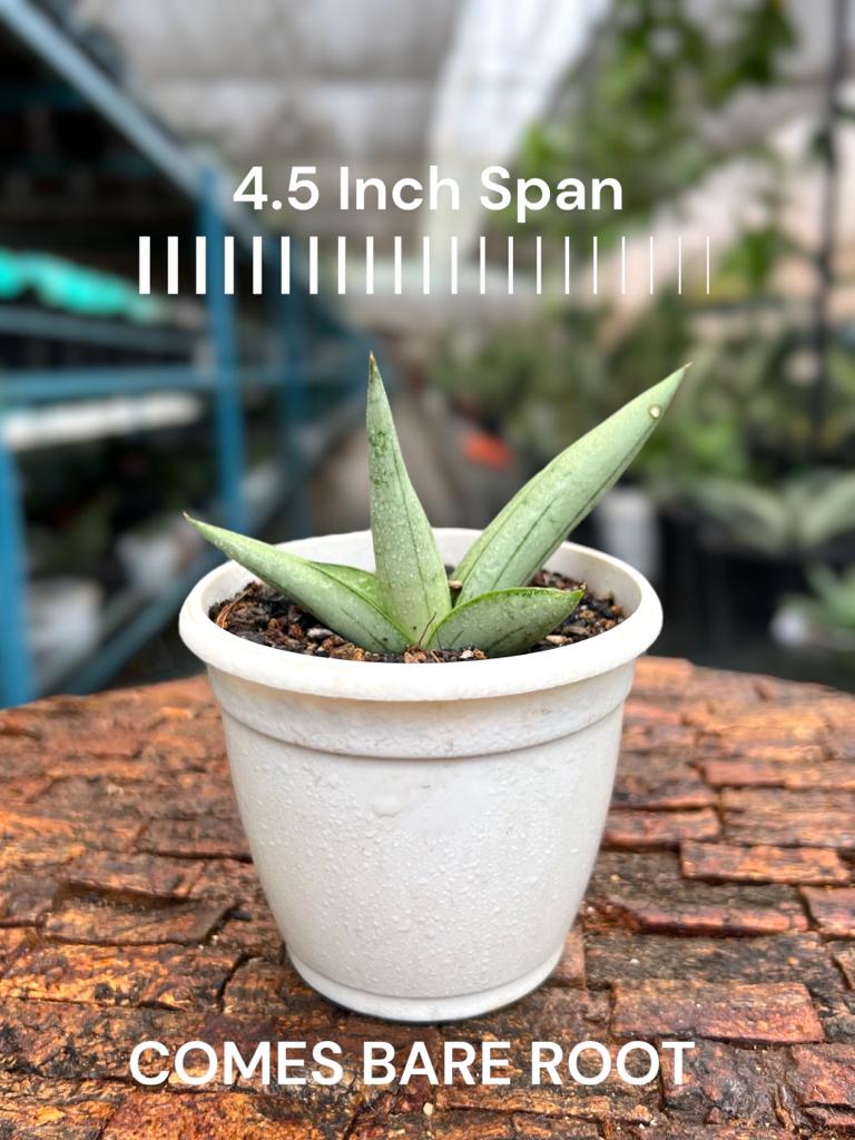 Sansevieria Silver Boncel