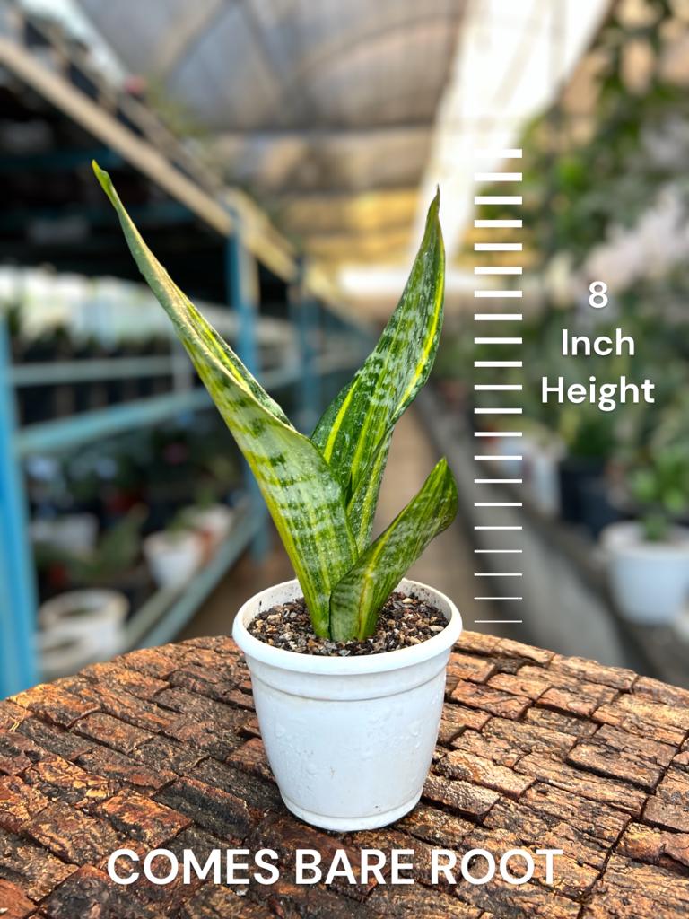 Sansevieria Trifaciata 'Futura Gold'
