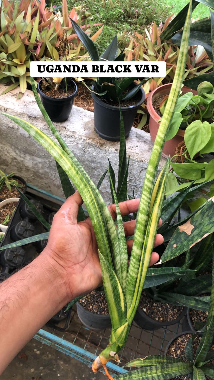 Sansevieria Combo #41 (Five Plants)