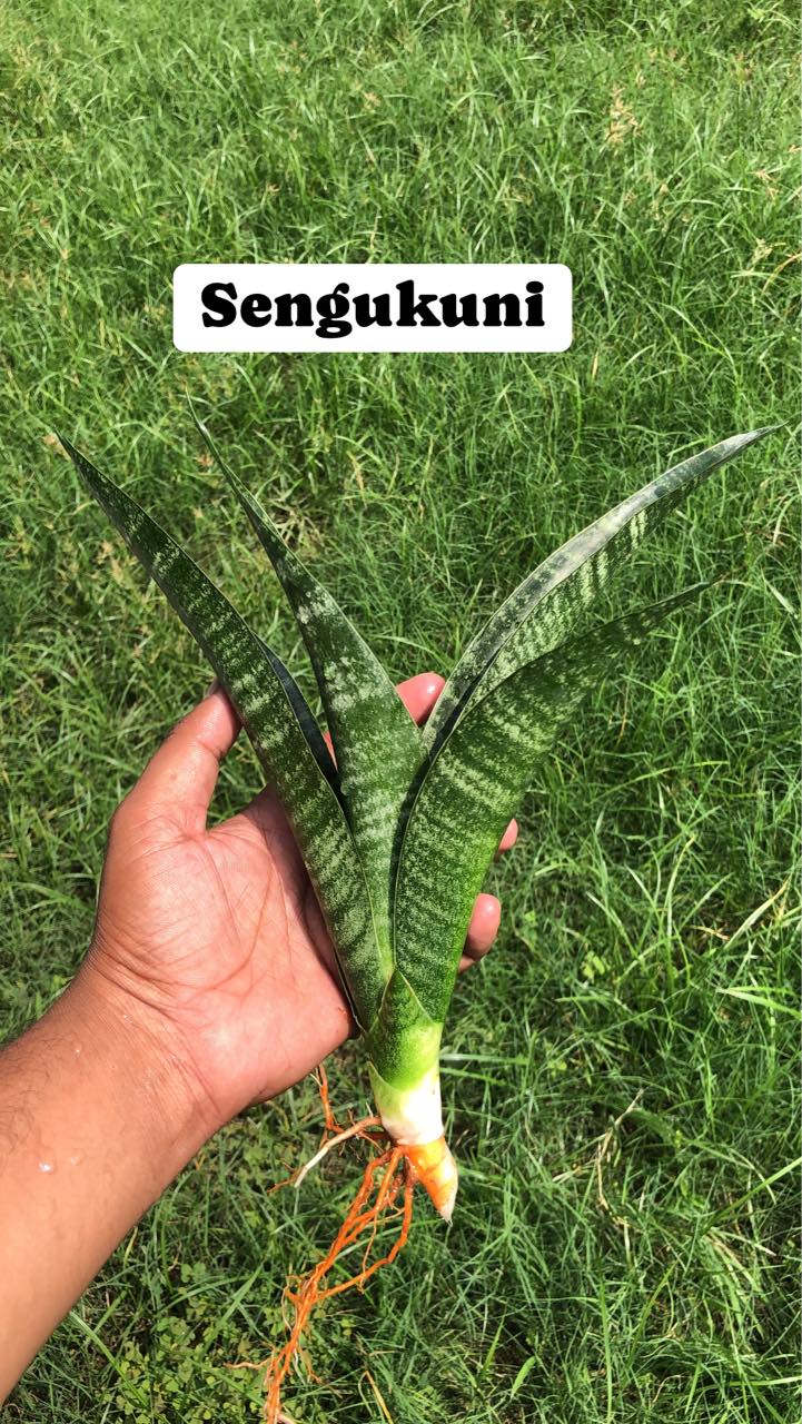 Sansevieria Combo #40 (Four Plants)