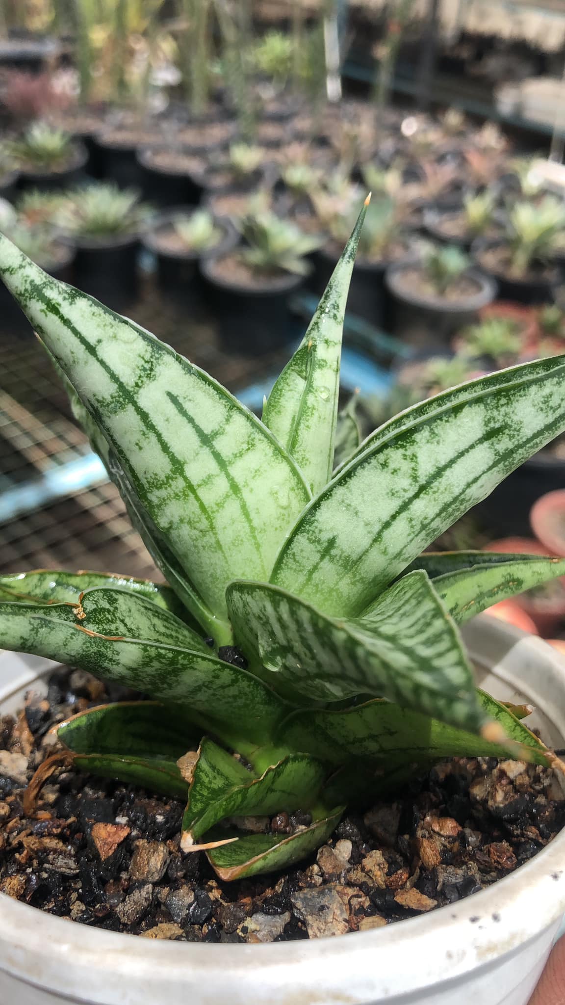 Sansevieria Irish Bella