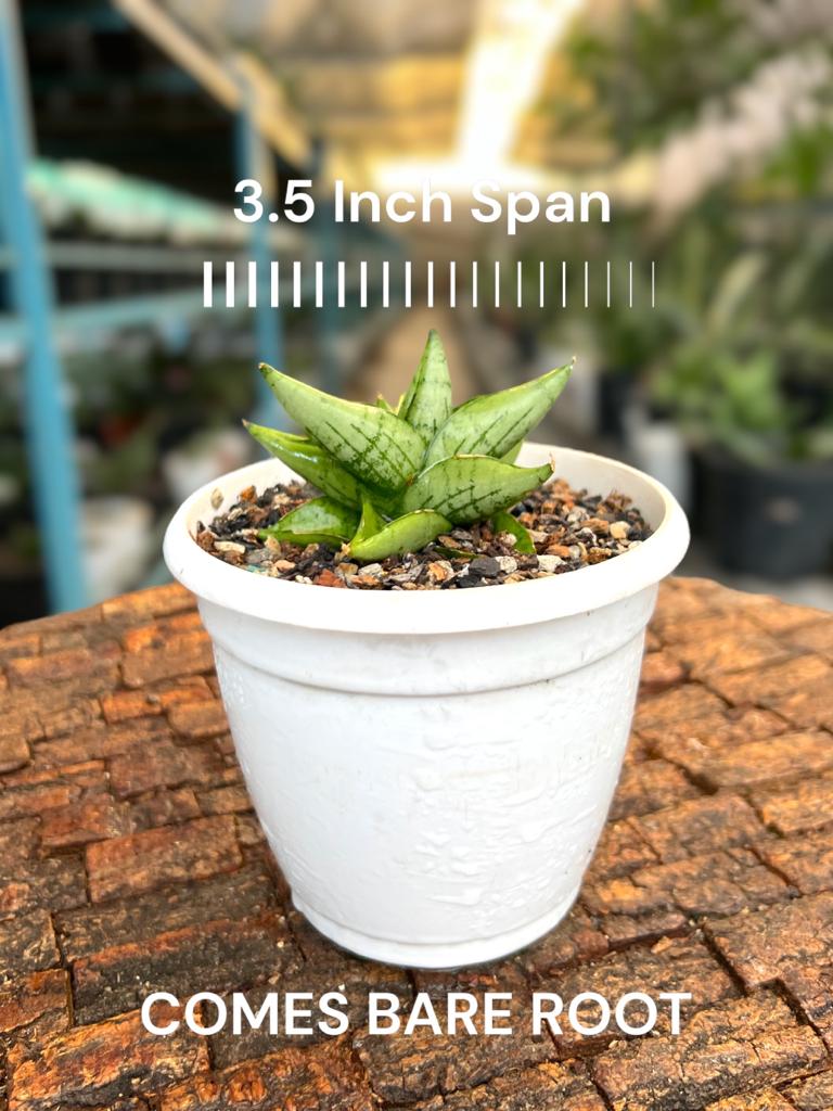 Sansevieria Mini Gold