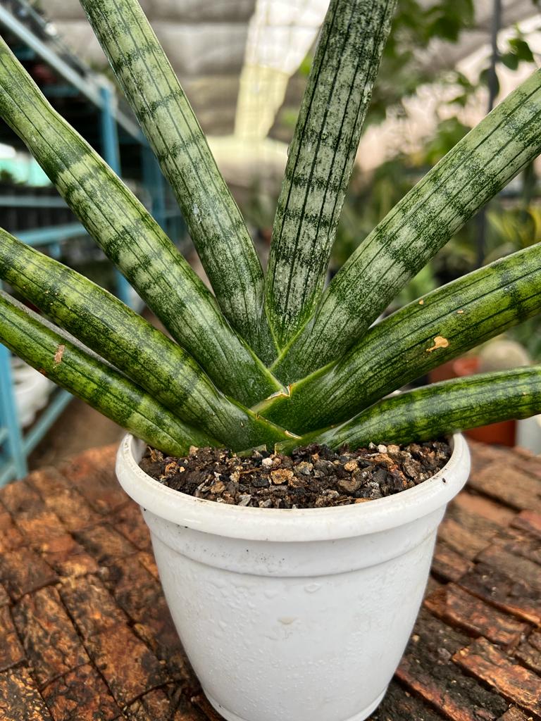 Sansevieria Boncel