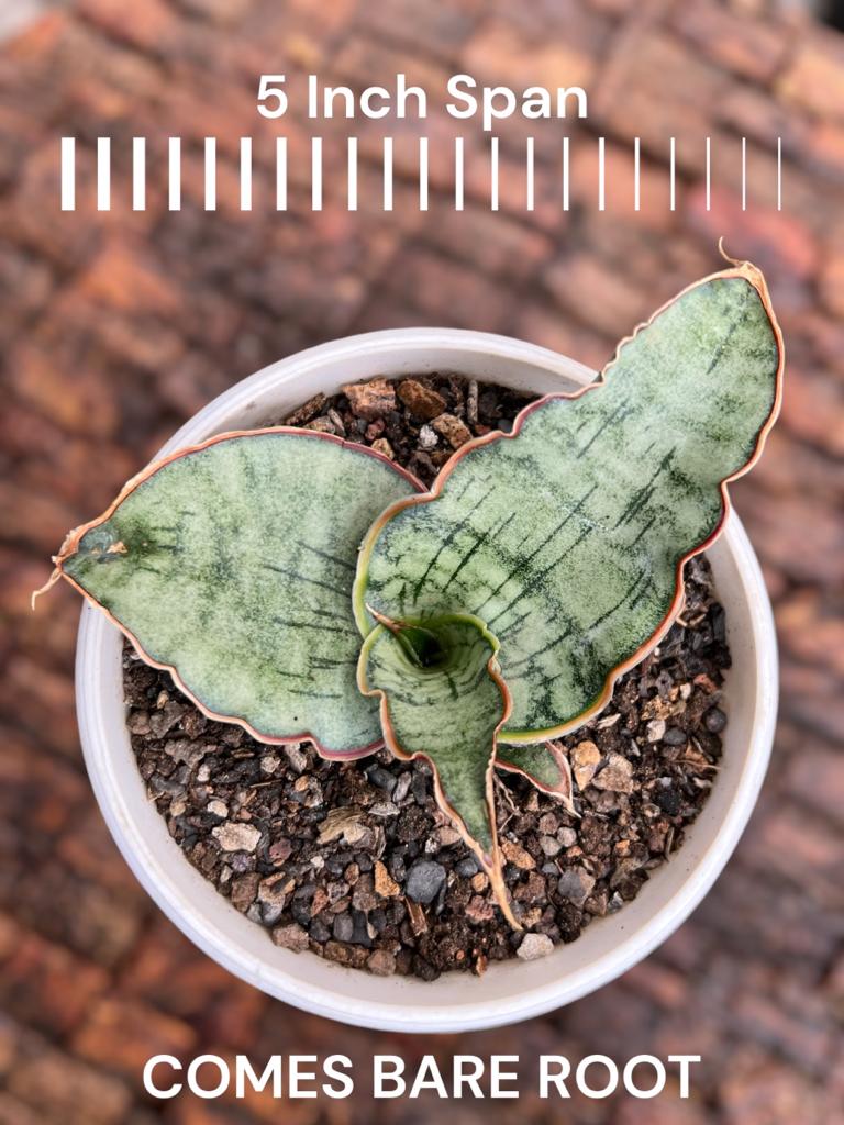 Sansevieria Kirkii Silver Blue