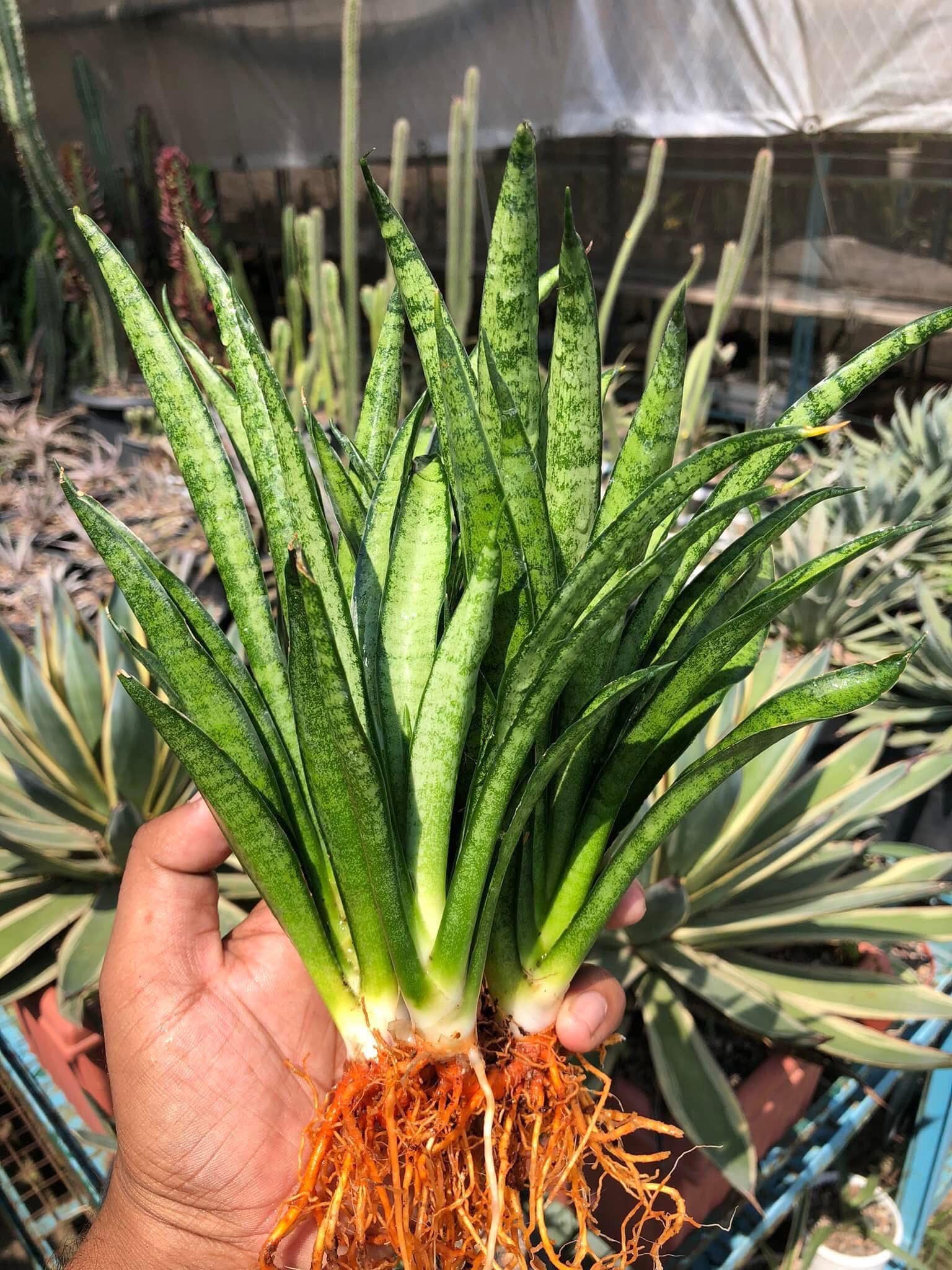 Sansevieria LILLIPUT (CLUMP of a Mother with Two Pups)