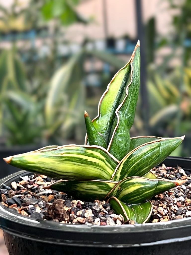 Sansevieria Samurai Variegated (B)