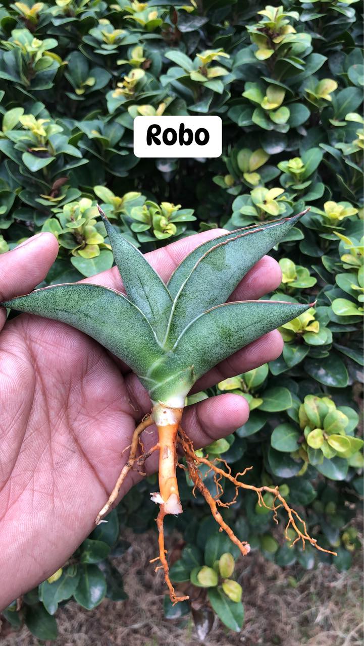 Sansevieria Combo #08 of four plants