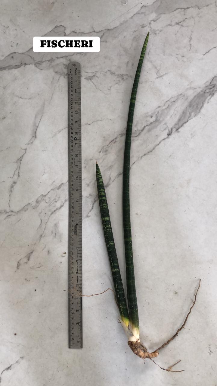 Sansevieria Combo #39 (Three Plants)