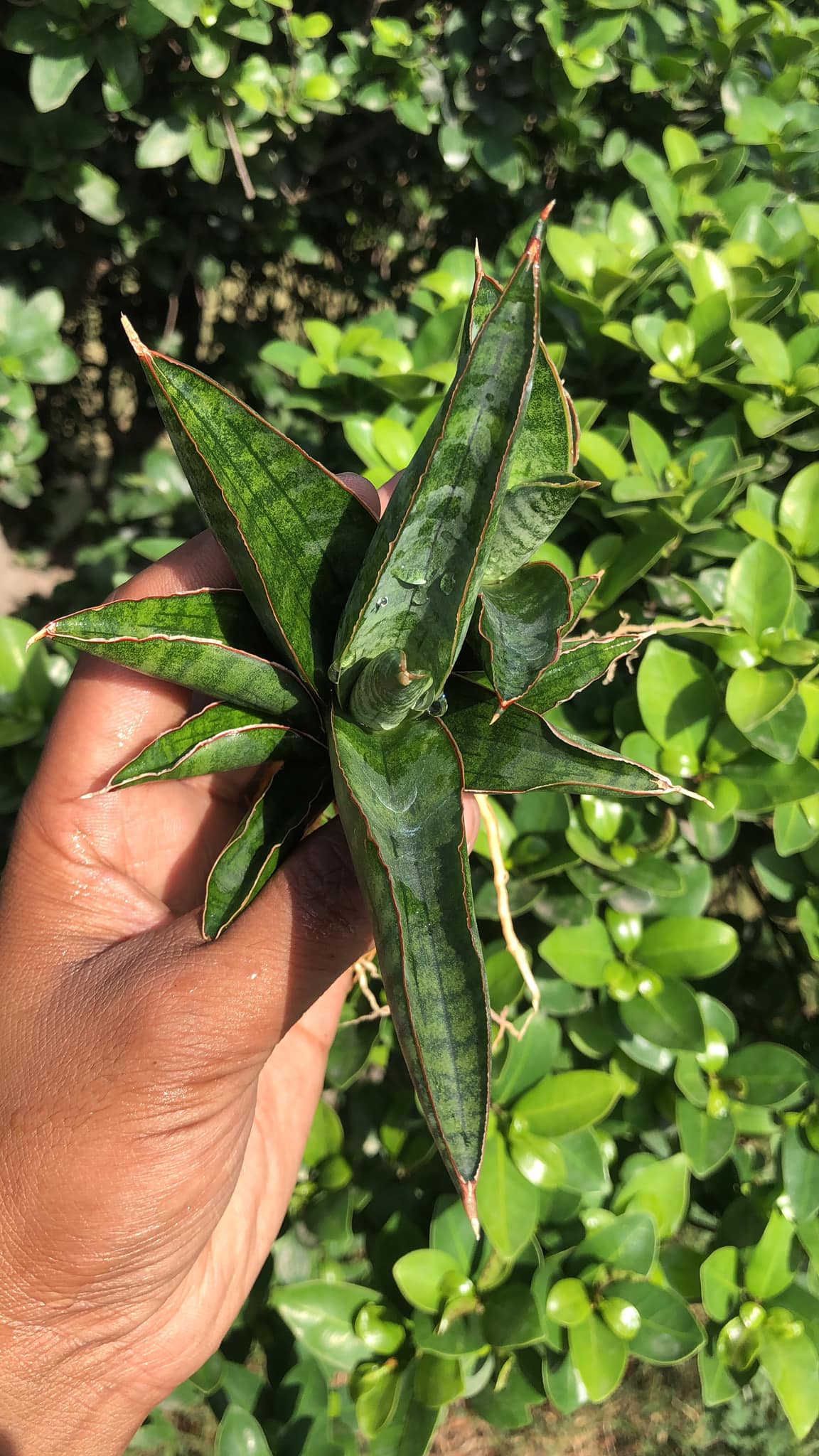 Sansevieria Argopuro with mature pup