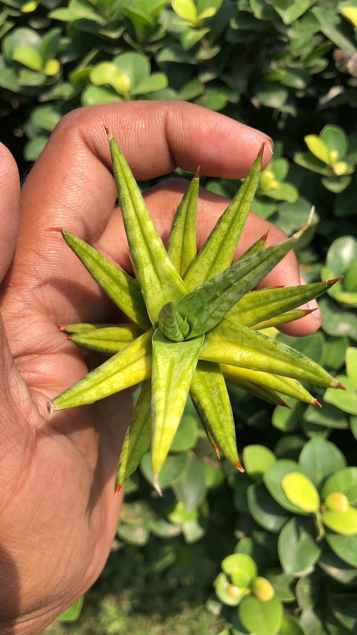 Sansevieria Francissi variegated