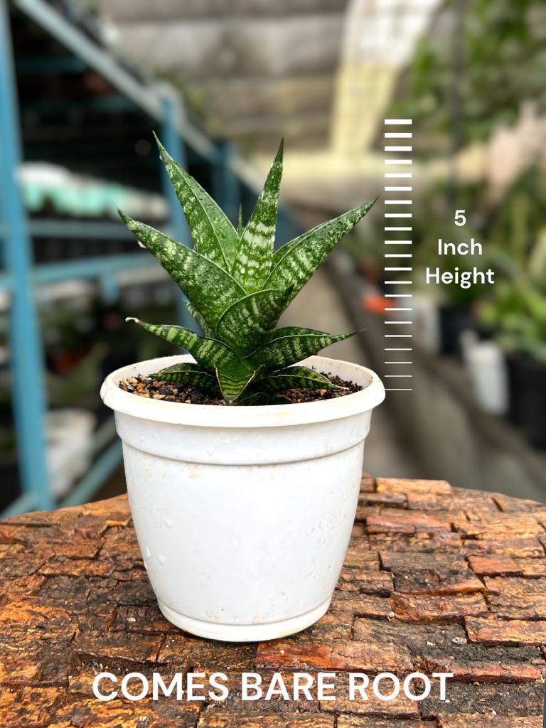 Sansevieria Hybrid 'Jatayu'