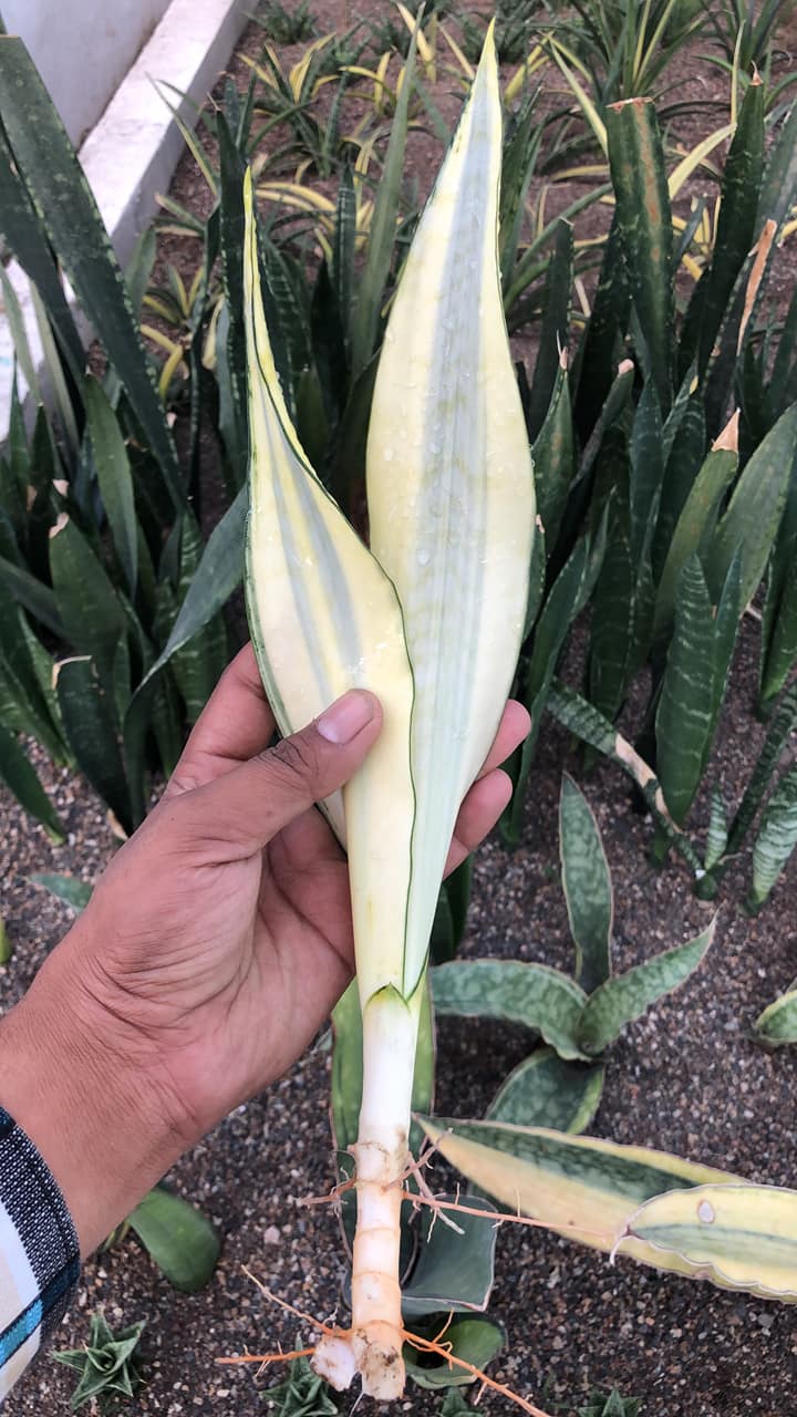 Sansevieria CRAIGII