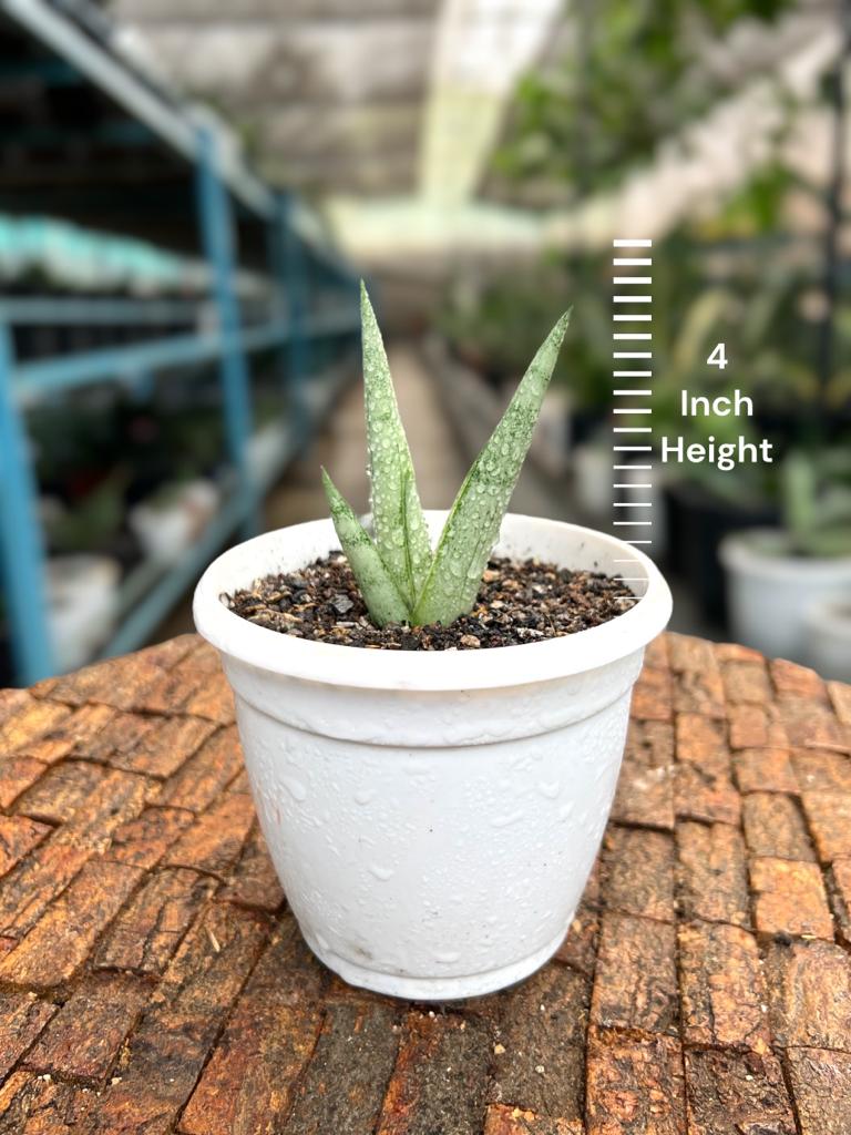Sansevieria Silver Crown