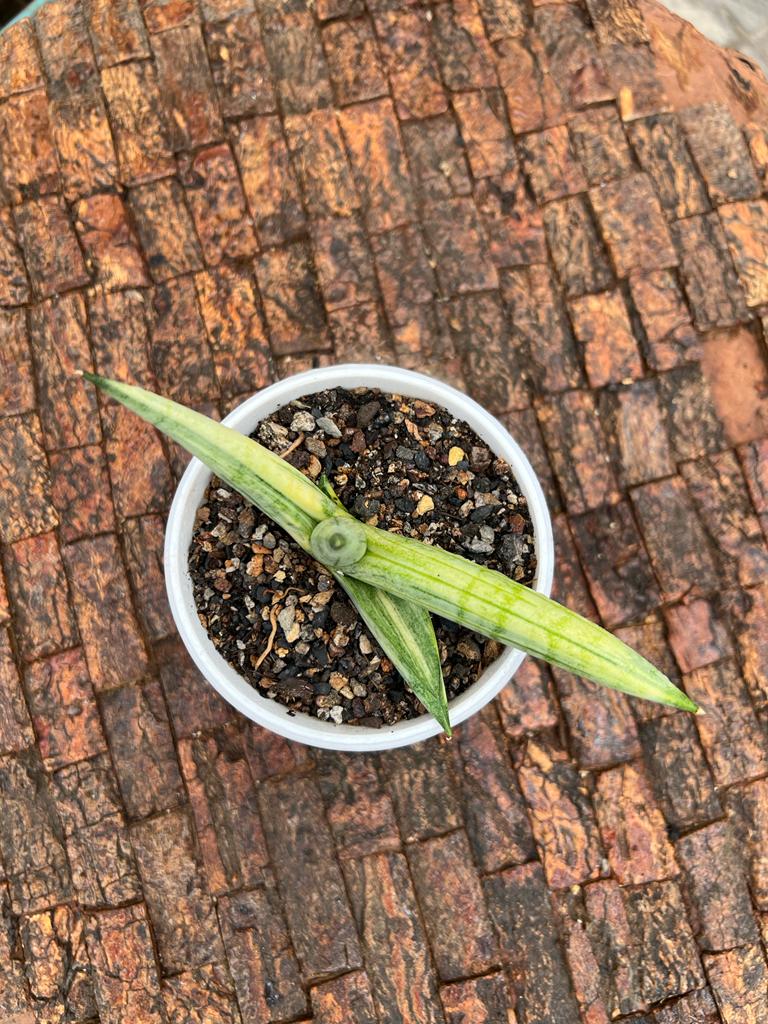 Sansevieria Boncel Variegated (A)